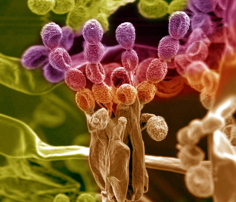 Illustration for article titled 27 Amazing Images From the Depths of Scientific Labs